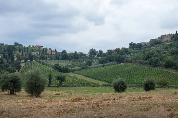 Vackert Landskap Vingårdar Och Olivträdgårdar Kullen Toscana Med Molnig Himmel — Stockfoto