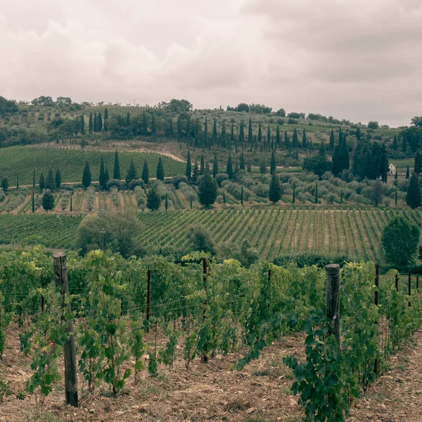 Vackert Landskap Vingårdar Kulle Toscana Med Molnig Himmel Bakgrunden Och — Stockfoto