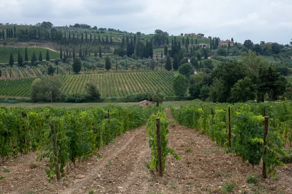 Schöne Landschaft Mit Weinbergen Auf Hügeln Der Toskana Mit Bewölktem — Stockfoto