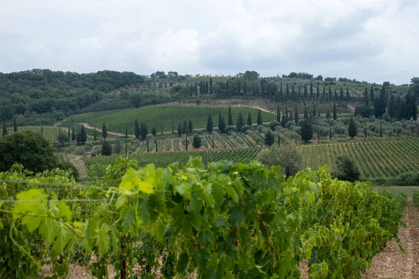 Schöne Landschaft Mit Weinbergen Auf Hügeln Der Toskana Mit Bewölktem — Stockfoto