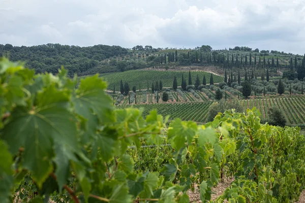 Vackert Landskap Vingårdar Kulle Toscana Med Molnig Himmel Bakgrunden Och — Stockfoto