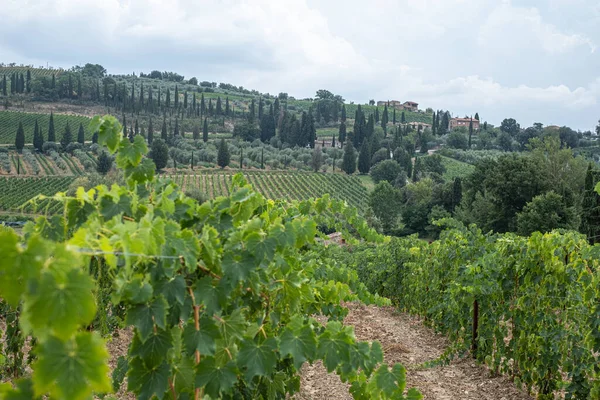 Schöne Landschaft Mit Weinbergen Auf Hügeln Der Toskana Mit Bewölktem — Stockfoto