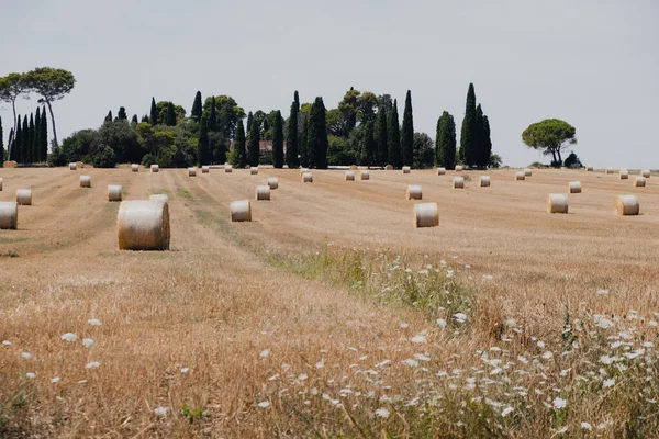 Vackert Landskap Toscana Med Halmhöbalar Åkern Efter Skörd Med Blommande — Stockfoto