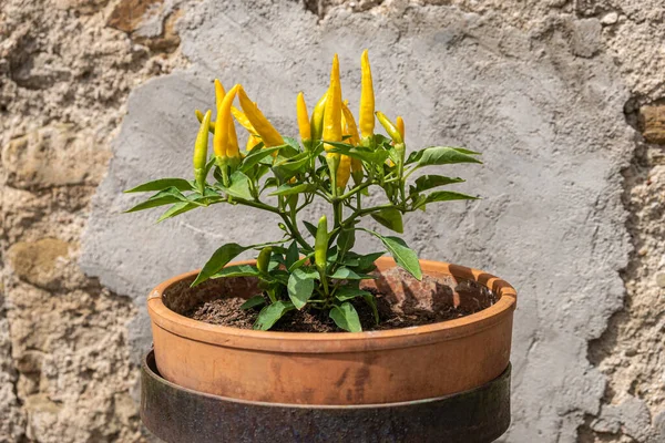 Close-up of fresh yellow peppers in clay pots with ancient stone wall in background.