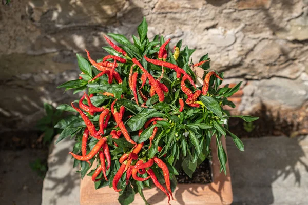 Close-up of mall red jalapeno peppers grow in clay pot with ancient stone wall in background.