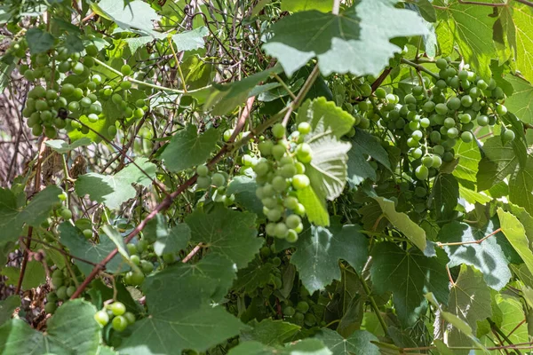 Nahaufnahme Der Weinrebe Mit Trauben Aus Grünen Trauben — Stockfoto