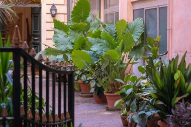Yenilenmiş kadim kapıları olan etkileyici avlu manzarası. Avludaki açık yeşil bitkiler. Ön planda siyah vintage metal kapı açıldı..