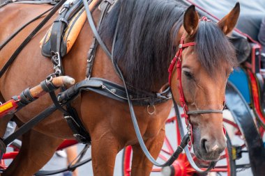 Yazın güzel bir at arabasının portresi. Roma.