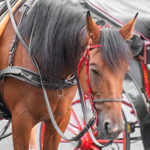 Portrait of beautiful horse pulling carriage in summer. Rome.