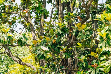 Close - up view of colorful blooming tree with blue sky in background.