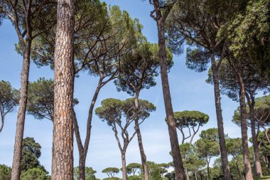 View up to the majestic Italian stone pines tree trunks with clear blue sky in background
