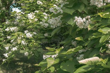 Beyaz çiçekli, yemyeşil yapraklı ve arka planda çimen bulunan, çiçek açan çalılara yakın plan..