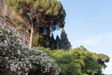 Tepedeki muhteşem ağaçların manzarası. Arka planda açık mavi gökyüzü ve ön planda çiçek açan çalılar..