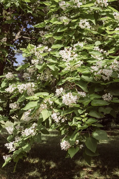 Primer Plano Del Arbusto Floreciente Con Flores Blancas Hojas Grandes — Foto de Stock