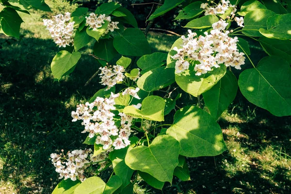 Primo Piano Cespuglio Fiorito Con Fiori Bianchi Grandi Foglie Lussureggianti — Foto Stock