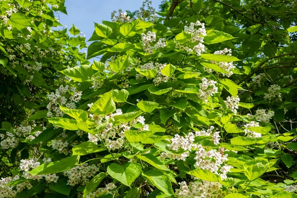 Primer Plano Del Arbusto Floreciente Con Flores Blancas Hojas Grandes — Foto de Stock