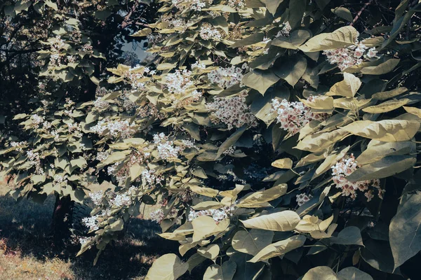 Nahaufnahme Eines Blühenden Busches Mit Weißen Blüten Und Großen Üppigen — Stockfoto