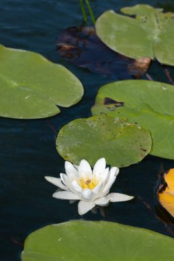 güzel beyaz su zambağı göl suyunda çiçek yeşil yapraklarla çevrili, güzel güneşli yaz günü, mavi gökyüzü suya yansıyor, tırnak işareti için arka plan