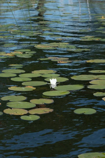 Bela Flor Lírio Água Branca Água Lago Cercada Por Folhas — Fotografia de Stock