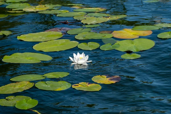 Красивая Белая Вода Цветок Лилии Озере Воды Окружении Зеленых Листьев — стоковое фото