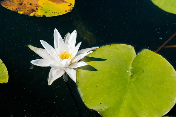 beautiful white water lily flower in lake water surrounded by green leaves, beautiful sunny summer day, blue sky reflected in water, background for quotes