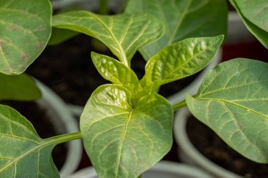 Serada küçük tatlı biber tohumları