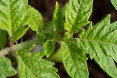 Serada büyüyen küçük domates tohumu, yakın plan.