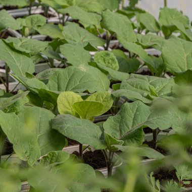 Serada küçük patlıcan fideleri