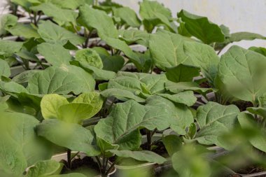 Serada küçük patlıcan fideleri