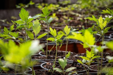 Serada büyüyen küçük domates tohumu, yakın plan.
