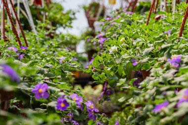 Serada asılı mor saksılar