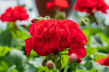 Güneşli bir bahar gününde yakın plan kırmızı çiçekler.