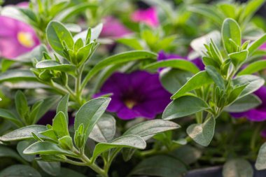 Bulanık mor çiçek, güneşli bir bahar gününde yakın plan.