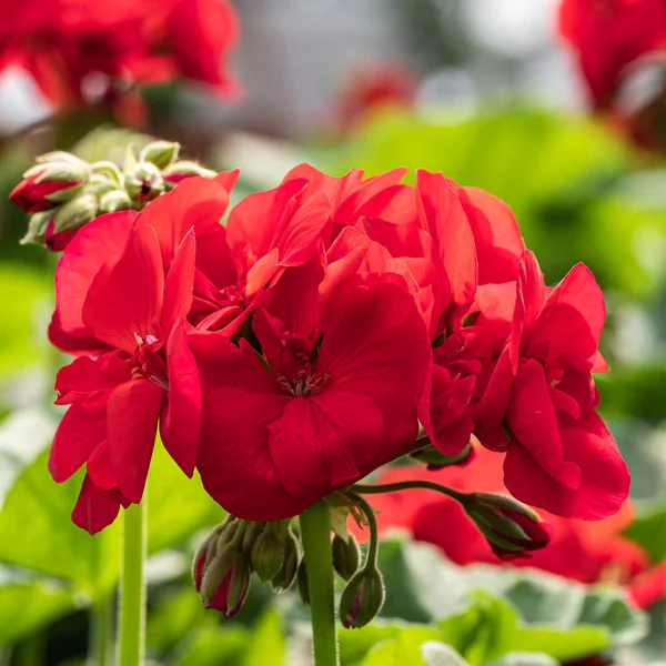 Rote Blumen Aus Nächster Nähe Einem Sonnigen Frühlingstag — Stockfoto