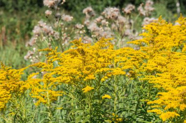 Güneşli bir yaz gününde arka planda sarı altın çubuklar ve tüylü devedikeni olan çiçek açan çayır. Çiçek arkaplanı, metin için yer