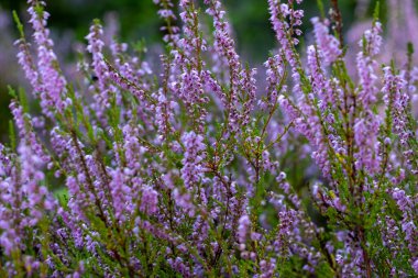 Çiçek açan güzel mor kenevirin arka planı. Güzel çiçek makro arka planı. Mor çiçek arkaplanı ve metin için yer.