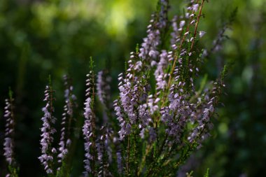Çiçek açan güzel mor kenevirin arka planı. Güzel çiçek makro arka planı. Mor çiçek arkaplanı ve metin için yer.