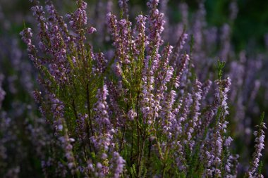 Çiçek açan güzel mor kenevirin arka planı. Güzel çiçek makro arka planı. Mor çiçek arkaplanı ve metin için yer.