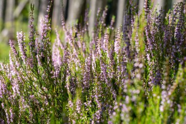 Çiçek açan güzel mor kenevirin arka planı. Güzel çiçek makro arka planı. Mor çiçek arkaplanı ve metin için yer.