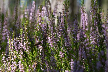 Çiçek açan güzel mor kenevirin arka planı. Güzel çiçek makro arka planı. Mor çiçek arkaplanı ve metin için yer.