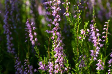 Çiçek açan güzel mor kenevirin arka planı. Güzel çiçek makro arka planı. Mor çiçek arkaplanı ve metin için yer.