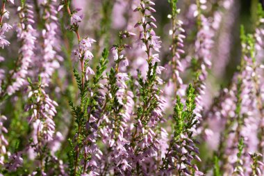 Çiçek açan güzel mor kenevirin arka planı. Güzel çiçek makro arka planı. Mor çiçek arkaplanı ve metin için yer.