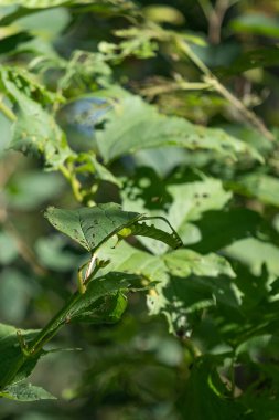 Güneşli bir yaz gününde, bir ağaç dalında yaprağın üzerinde koyu gölgeli parlak yeşil kelebek tırtılı. Güzel doğa geçmişi. Metnin için yer