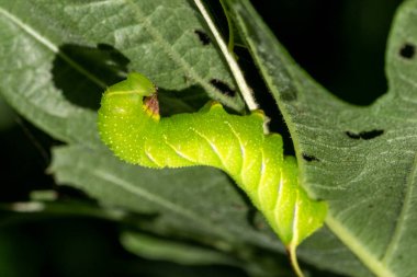 Güneşli bir yaz gününde, bir ağaç dalında yaprağın üzerinde koyu gölgeli parlak yeşil kelebek tırtılı. Güzel doğa geçmişi. Metnin için yer