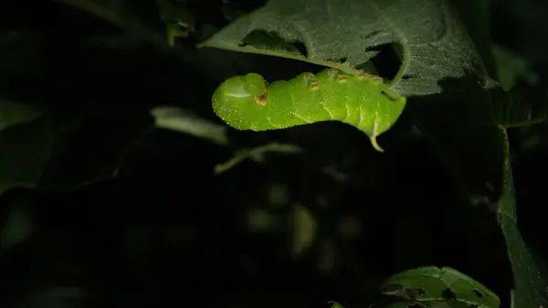 Sonnenbeschienene Hellgrüne Schmetterlingsraupe Auf Einem Blatt Auf Einem Ast Einem — Stockfoto