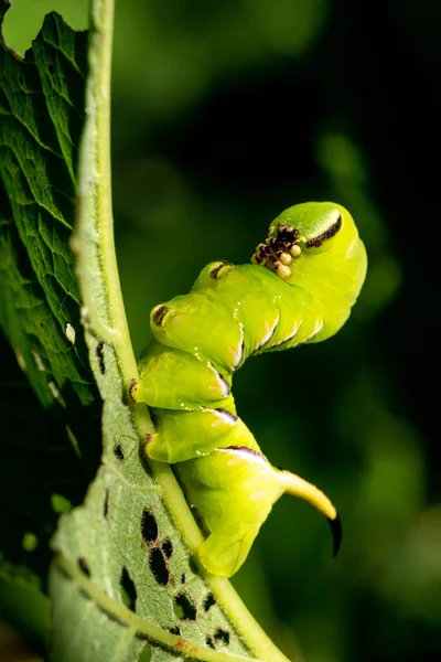 Lagarta Borboleta Verde Brilhante Iluminada Pelo Sol Uma Folha Ramo — Fotografia de Stock