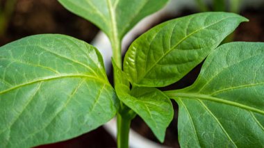 Yeşil filizlerin yakınlaşması