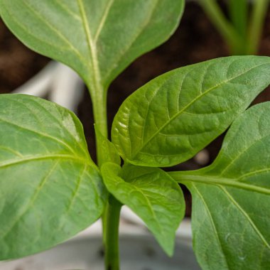 Yeşil filizlerin yakınlaşması