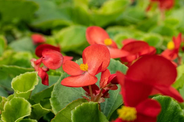 Flores Vermelhas Close Dia Primavera Ensolarado — Fotografia de Stock
