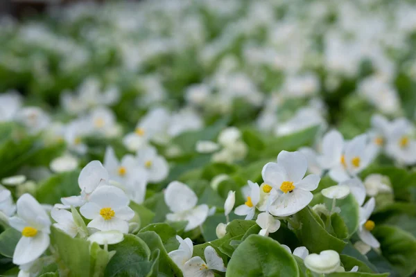 Viveiro Pequenas Flores Brancas — Fotografia de Stock